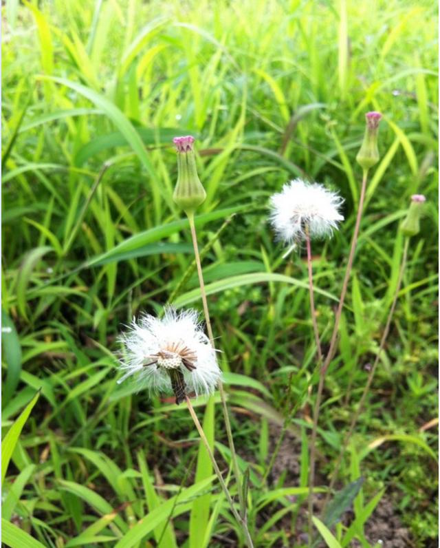 Bsports必一体育_QQ为什么是一只企鹅?官方答案公布!(图1) 必一