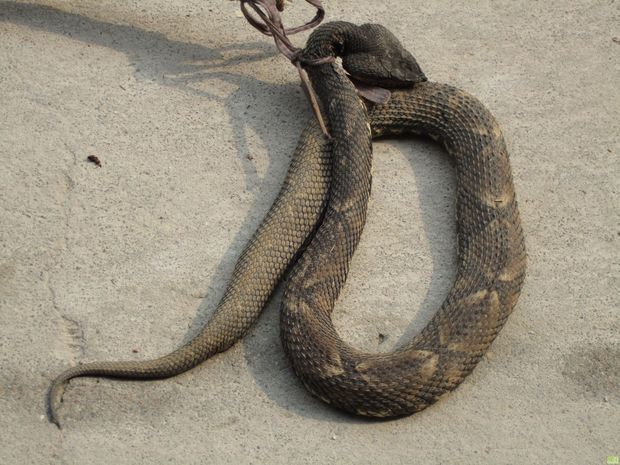 Wine 3.3开发版发布‘必一’(图1) b体育